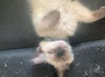 Male Seal Balinese - Balinese Kitten For Sale - 