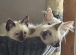 Male Seal Siamese - Siamese Kitten For Sale - 