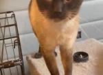 Shadow - Siamese Cat For Sale/Service - 