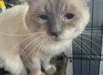 Echo - Balinese Cat For Sale/Service - 