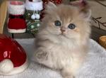 Gili - British Shorthair Kitten For Sale - Chino, CA, US