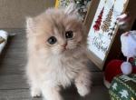 Benny - British Shorthair Kitten For Sale - Chino, CA, US