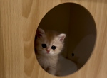 Barbie - British Shorthair Kitten For Sale - Chino, CA, US