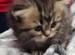 Nusha - British Shorthair Kitten For Sale - 