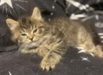 Charles - Scottish Straight Kitten For Sale - 