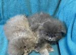 Individual ads Scottish fold Persian - Scottish Fold Kitten For Sale - 