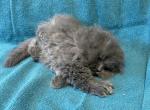 Individual ads Scottish fold Persian - Scottish Fold Kitten For Sale - 