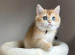 Kiven - British Shorthair Kitten For Sale - Queens, NY, US