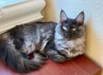 Maine Coon Smokey Black  Female - Maine Coon Kitten For Sale - Orlando, FL, US