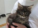 None name - Maine Coon Kitten For Sale - Hamtramck, MI, US