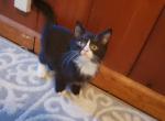 Timon - Domestic Kitten For Sale - Marlboro, CT, US