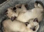 Whisker girls - Manx Kitten For Sale - Bryan, TX, US