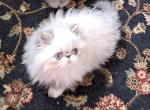 Blue Lynx Point & White Male Kitten - Persian Kitten For Sale - South Boston, VA, US