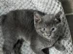 Whisker Grey Boy - Manx Kitten For Sale - Bryan, TX, US