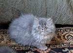 Blue Tabby Persian Female - Persian Kitten For Sale - South Boston, VA, US