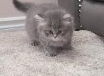 Quiet girl - British Shorthair Kitten For Sale - 