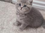 Redhead - British Shorthair Kitten For Sale - 