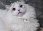 fortune - Ragdoll Kitten For Sale - 