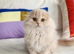 Pumpkin - Scottish Fold Kitten For Sale - Denver, CO, US