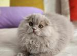 Peanut - Scottish Fold Kitten For Sale - Denver, CO, US