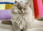 Pixel - Scottish Straight Kitten For Sale - Denver, CO, US