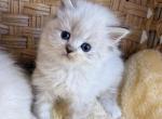 Ragdoll Seal Point Male - Ragdoll Kitten For Sale - Orlando, FL, US