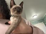 Tommy - Siamese Kitten For Sale - McLean, VA, US