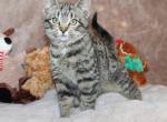 Snowflake - Domestic Kitten For Sale - Kansas City, MO, US