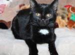 Frosty - Bombay Kitten For Sale - Kansas City, MO, US