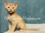 Dwarf Kitten 'Little Dipper' - Exotic Kitten For Sale - Sacramento, CA, US