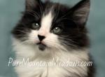 Black Tux Ragdoll Male - Ragdoll Kitten For Sale - 