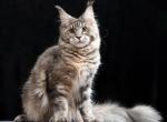 Yantarina - Maine Coon Kitten For Sale - 