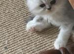 Squeaky's Babies - Persian Kitten For Sale - 