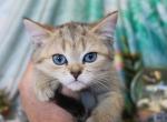 Dominant Blue and or Odd Eyed English Muffin - Munchkin Kitten For Sale - Winnemucca, NV, US