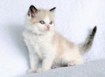 Tangelo - Ragdoll Kitten For Sale - 