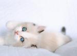 Strawberry - Ragdoll Kitten For Sale - Queen Creek, AZ, US