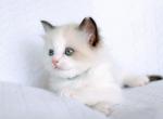 Blackberry - Ragdoll Kitten For Sale - 