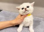 Yellow collar  boy - British Shorthair Kitten For Sale - Fontana, CA, US