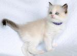 Grape - Ragdoll Kitten For Sale - 