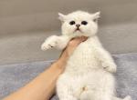 Green collar girl - British Shorthair Kitten For Sale - Fontana, CA, US