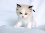 Coconut - Ragdoll Kitten For Sale - Queen Creek, AZ, US