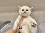 Blue collar girl - British Shorthair Kitten For Sale - Fontana, CA, US