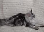 Feyre Midnight Nova High Lady o' the Night Court - Maine Coon Kitten For Sale - Bryan, TX, US