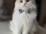 Ray - Scottish Fold Kitten For Sale - Norwalk, CT, US