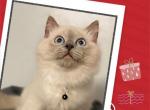 Finn Blue Pointed Mitted Male Ragdoll - Ragdoll Kitten For Sale - Puyallup, WA, US