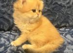 Leo - British Shorthair Kitten For Sale - Renton, WA, US