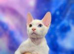 Flock  Available NOW in Abington - Sphynx Kitten For Sale - Abington, PA, US