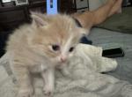 Lucy - Persian Kitten For Sale - 