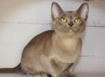 Sansa - Burmese Kitten For Sale