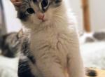 Twentysix - Maine Coon Kitten For Sale - New Laguna, NM, US